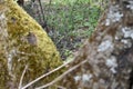 There is a small lonely mushroom between birches