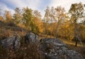 Birches and stones on the hillside in autumn