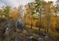 Birches and stones on the slope in autumn