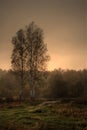 Birches on sunrise Royalty Free Stock Photo