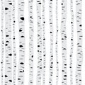 Birches in vector