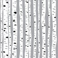 Birches in vector