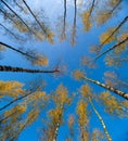 Birches view from below upwards, autumn, yellow leaves. Landscape.