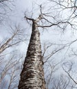 Birches in winter