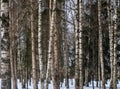 Birches in the winter forest Royalty Free Stock Photo