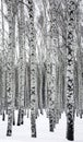 Birches in winter forest Royalty Free Stock Photo