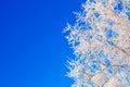 Birches in winter frozen by snow and ice rain with astonishing blue sky behind its treetops