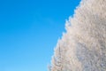 Birches in winter frozen by snow and ice rain with astonishing blue sky behind its treetops Branches covered with snow