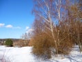 Birches in winter Royalty Free Stock Photo