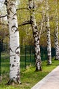 birches in early spring along the path in the park Royalty Free Stock Photo