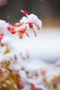 Birchleaf spirea leaves covered with fresh snow, late autumn snowfall in the garden Royalty Free Stock Photo