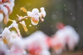 Birchleaf spirea leaves covered with fresh snow, late autumn snowfall in the garden Royalty Free Stock Photo