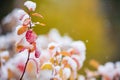 Birchleaf spirea leaves covered with fresh snow, late autumn snowfall in the garden Royalty Free Stock Photo