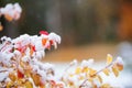 Birchleaf spirea leaves covered with fresh snow, late autumn snowfall in the garden Royalty Free Stock Photo