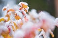 Birchleaf spirea, Spiraea betulifolia, leaves covered with fresh snow Royalty Free Stock Photo