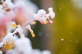 Birchleaf spirea, Spiraea betulifolia, leaves covered with fresh snow