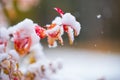 Birchleaf spirea leaves covered with fresh snow, late autumn snowfall in the garden Royalty Free Stock Photo