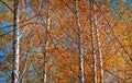 Birchs with yellow leaves against the blue sky Royalty Free Stock Photo