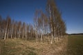 Birchtrees Royalty Free Stock Photo