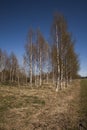 Birchtrees Royalty Free Stock Photo