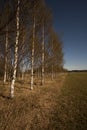 Birchtrees Royalty Free Stock Photo