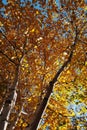 Birchwood in Autumn
