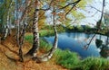 Birchwood on coast of lake. Royalty Free Stock Photo