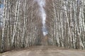 Birchwood and road Royalty Free Stock Photo