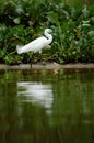 Bird Royalty Free Stock Photo