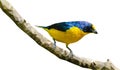 Low poly illustrations of a Yellow-throated Euphonia