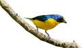 Low poly illustrations of a Yellow-throated Euphonia Royalty Free Stock Photo