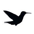 The silhouette of bird vector illustration in white background.