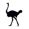 The silhouette of bird vector illustration in white background.