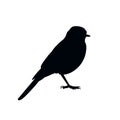 The silhouette of bird vector illustration in white background.