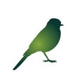 The silhouette of bird vector illustration in white background.