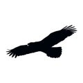 Eagle Falcon Bird Hawk Animal Silhouette Black Icon. Royalty Free Stock Photo