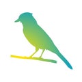 Vector colour Male Cardinal bird vector icon.