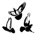 Three bird fly vector black and white