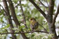 The bird Royalty Free Stock Photo