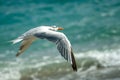 Seagull bird in flight