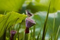 Bird Royalty Free Stock Photo