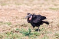 Bird Abyssinian ground hornbill Ethiopia wildlife