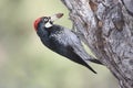 Bird - Acorn Woodpecker Royalty Free Stock Photo