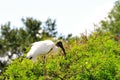 Bird, adult white Wood stork on top of tree Royalty Free Stock Photo
