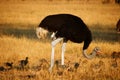 Ostrich family Royalty Free Stock Photo