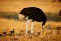 Ostrich family