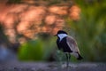 Bird, Africa sunset. Spur-winged Lapwing Plover, Vanellus spinosus, Sunset, bird evening near the water with green vegetation, Royalty Free Stock Photo