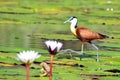 African jacana Royalty Free Stock Photo