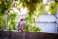 Horizontal portrait of the Eurasian jay (Garrulus glandarius) looking up