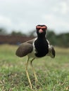 Bird in alone called lapwing Royalty Free Stock Photo